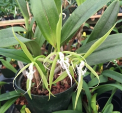 Epidendrum ciliare